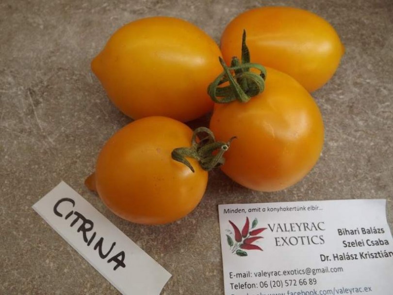 Citrina paradicsom - Paradicsom különlegességek az Egzotikus Növények Stúdiója kínálatából